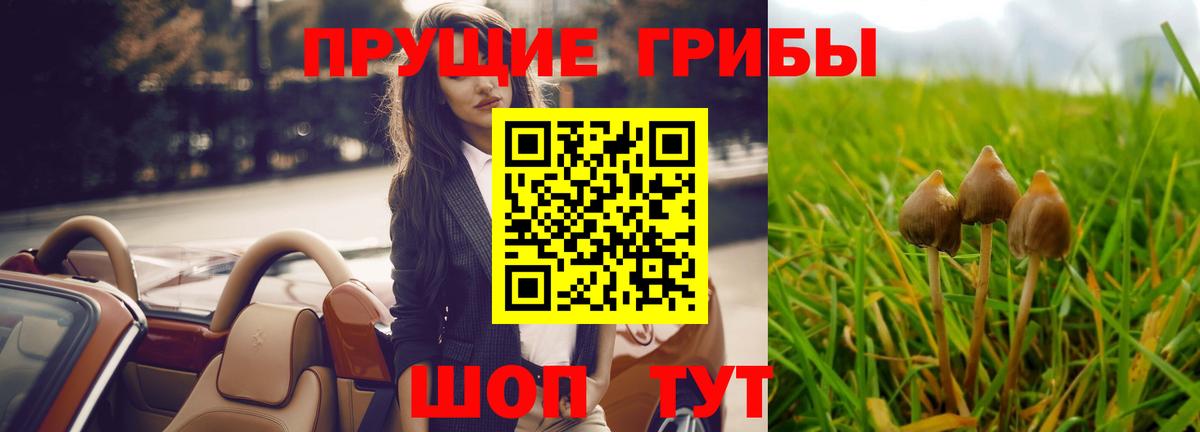 Буйнакск  закладка  Вход с VPN  Псилоцибиновые грибы MAGIC MUSHROOMS 